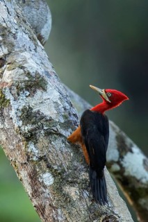 Red-necked Woodpecker (Campephilus rubricollis) perched on a branch in the rainforest of Guyana