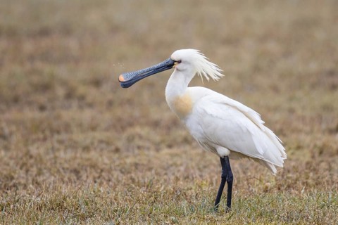 Eurasian Spoonbill (Platalea leucorodia), Netherlands