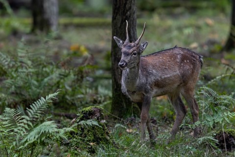 A fallow deer spike (Dama dama) searching for acorns at the edge of the rut, autumn, rut, fallow