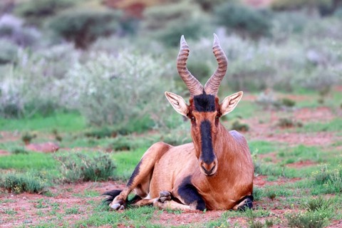 Red hartebeest (Alcelaphus buselaphus caama), Kaama, adult, sitting, alert, Mokala National Park,