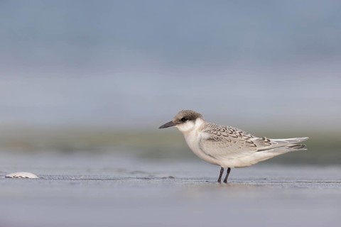 Roseate Tern (Sterna dougallii) juvenile, Massachusetts, USA