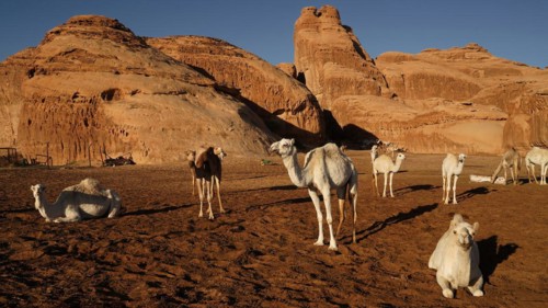 Middle East, Saudi Arabia, Animals, Camels, Al Ula