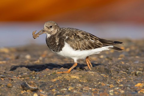 Ruddy turnstone (Arenaria interpres) adult wading bird in winter plumage with food in its beak,
