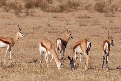 Springboks (Antidorcas marsupialis), group of adults, feeding on dry grass, alert, Kalahari desert,