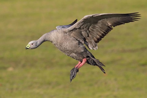 Cape Barren Goose (Cereopsis novaehollandiae) flying, Tasmania, Australia