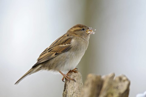 Haussperling (Passer domesticus), House Sparrow, Weibchen im Winter, mit Futter, Februar,