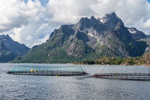 Cages of a salmon farm, at Raften at the Raftsund, the waterway between Lofoten and Vesteralen,