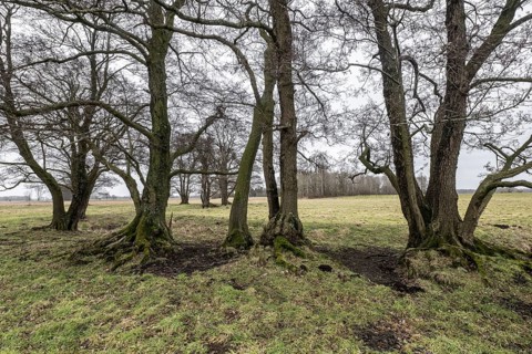 Old alders (Alnus glutinosa) in meadow landscape, Lower Saxony, Germany
