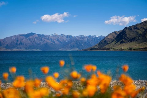 Lake Hawea, orange flowering California poppy (Eschscholzia californica) in the foreground Otago,