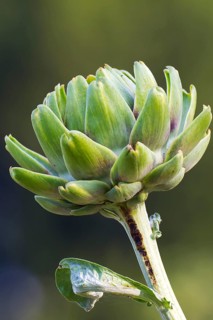 Artichoke Green Globe, (Cynara scolymus), bitter substances, digestive, cynarin, metabolism, liver,