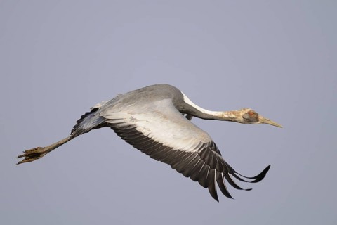 White-naped Crane (Antigone vipio) juvenile flying, Arasaki, Japan
