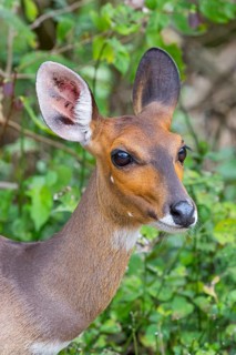 Bushbuck (Tragelaphus scriptus), antelope, young animal, portrait, iSimangaliso Wetland Park, St.