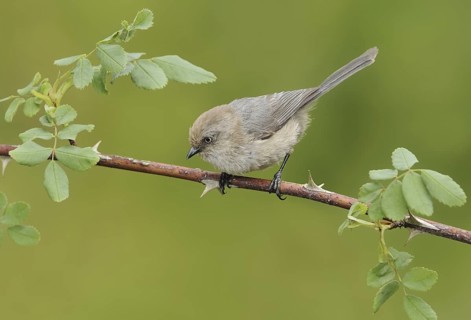 American Bushtit (Psaltriparus minimus), Canada
