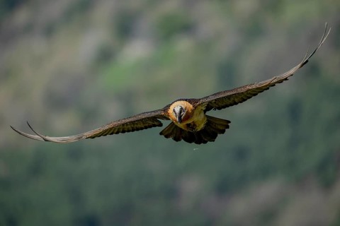 Bearded vulture (Gypeatus barbatus), in flight, Pyrenees, Spain