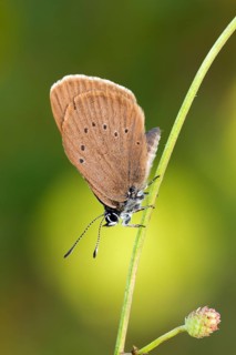 Dusky large blue, (Maculinea nausithous), Animals, Insects, Butterflies, Hesse, Federal Republic of