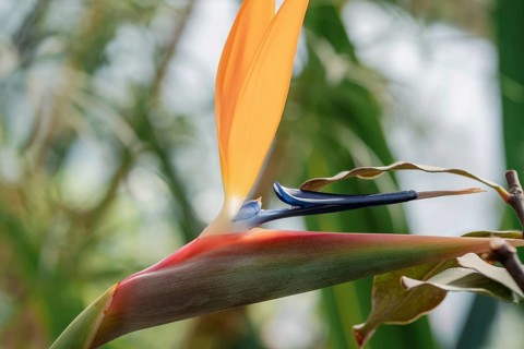 Close-up of a vibrant Strelitzia flower, also known as the bird of paradise, showcasing its