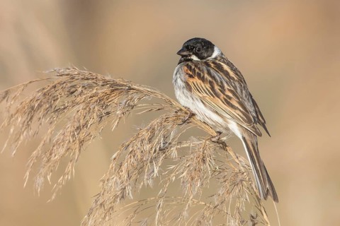 Common Reed Bunting (Emberiza schoeniclus) male, Baden-Wuerttemberg, Germany
