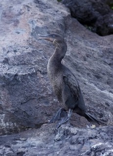Flightless Cormorant (Phalacrocorax harrisi), Galapagos, Ecuador