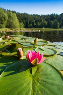 Klosterweiher, Dachsberg, Hotzenwald, Southern Black Forest, Black Forest, Baden-Württemberg,