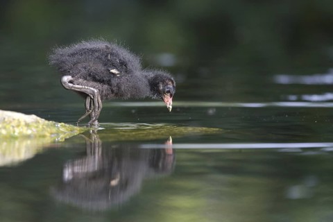 Common Moorhen (Gallinula chloropus) juvenile, North Rhine-Westphalia, Germany