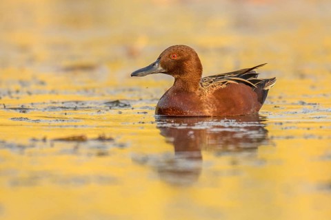 Cinnamon Teal (Spatula cyanoptera) male, Arizona, USA