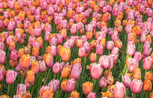 A stunning field of blooming tulips, showcasing vibrant pink and orange hues. The lush green leaves