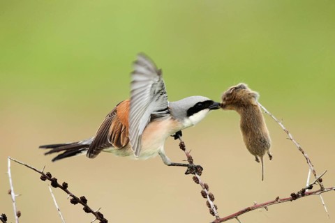 Red-backed Shrike (Lanius collurio) male, Baden-Wuerttemberg, Germany