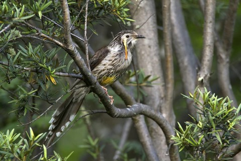 Yellow Wattlebird (Anthochaera paradoxa), Tasmania, Australia