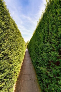 Narrow footpath between two hedges, yew (Taxus baccata), evergreen, topiary, topiary, Sissinghurst