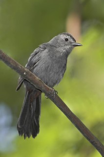Grey Catbird (Dumetella carolinensis), Ontario, Canada