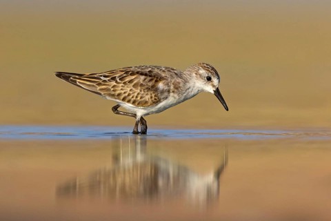 Animals, Birds, Little Sandpiper, (Calidris minuta), Biotope, Habitat, Foraging, Migratory bird,