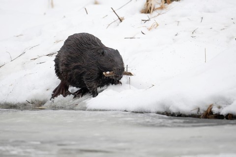 European beaver (Castor fibre), beaver with gnawed branch in winter, Tyrol, Austria