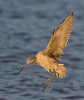 Marbled Godwit (Limosa fedoa) flying, Washington, USA