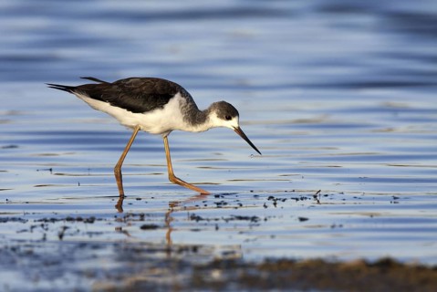 Black-winged Stilt (Himantopus himantopus) juvenile, Castile-La Mancha, Spain