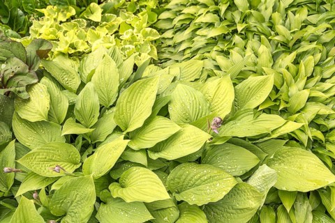 Funkia (Hosta 'Fortunei Aurea'),  Sweden