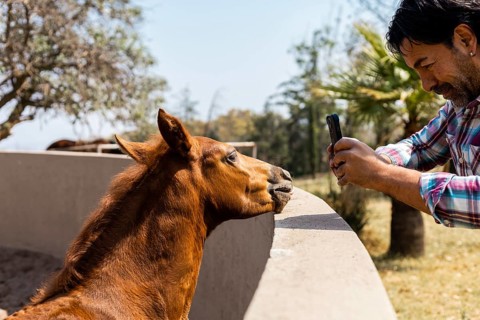 A man in a plaid shirt takes a photo of a curious foal leaning over a concrete barrier, amidst a