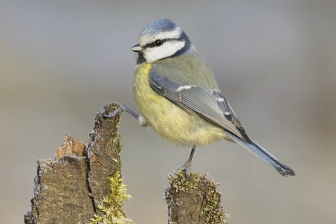 Eurasian Blue Tit (Cyanistes caeruleus), North Rhine-Westphalia, Germany
