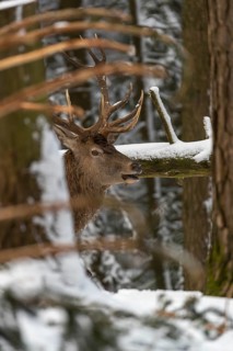 One Red Deer stag standing in a snow covered dense forest in winter. Hiding behind a tree