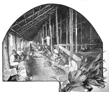 German tobacco plant in Sumatra, 1890, Chinese workers bundling tobacco, illustration, reproduction