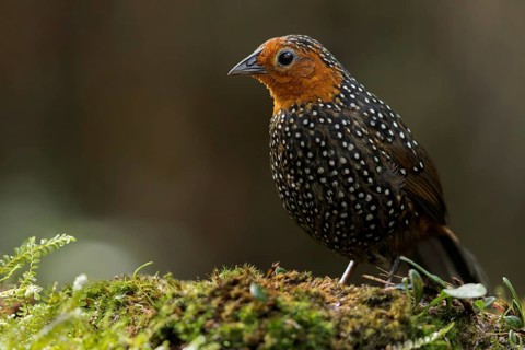 Ocellated Tapaculo (Acropternis orthonyx) perched on a branch in Colombia, South America