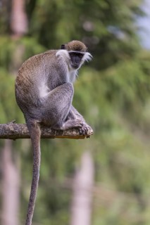 One grivet (Chlorocebus aethiops) sitting on the branch of a tree. Green vegetation in the