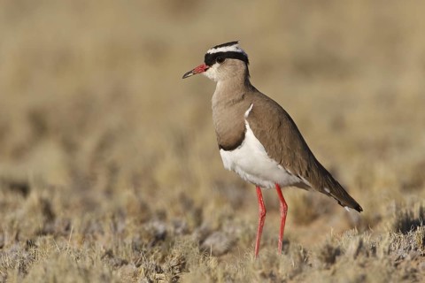 Crowned Lapwing (Vanellus coronatus), Northern Cape, South Africa