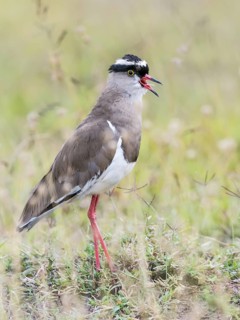 Crowned Lapwing (Vanellus coronatus) calling, Kenya