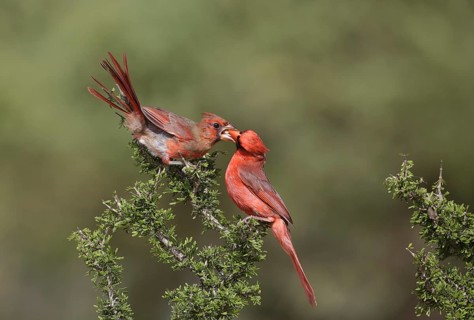 Northern Cardinal (Cardinalis cardinalis) male feeding juvenile, Texas, USA