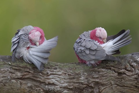 Galah (Eolophus roseicapilla) mating, Victoria, Australia