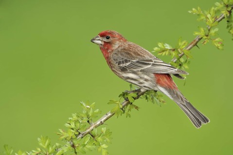House Finch (Haemorhous mexicanus)