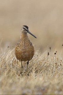 Long-billed Dowitcher (Limnodromus scolopaceus), Alaska, USA