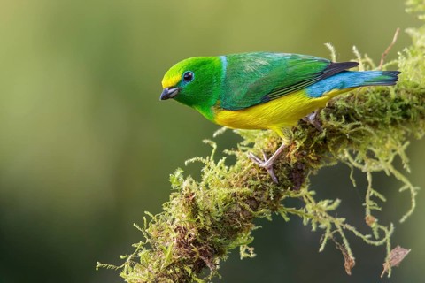 Blue-naped Chlorophonia (Chlorophonia cyanea) perched on a branch in the mountains of Colombia,