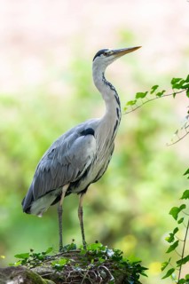 Grey heron (Ardea cinerea) standing on a rock in a forest, Bavaria, Germany