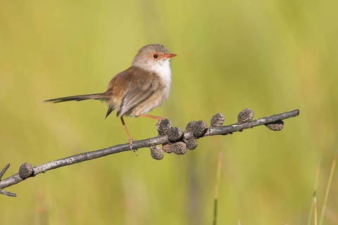 Superb Fairywren (Malurus cyaneus cyanochlamys) female perched on a branch, Victoria, Australia